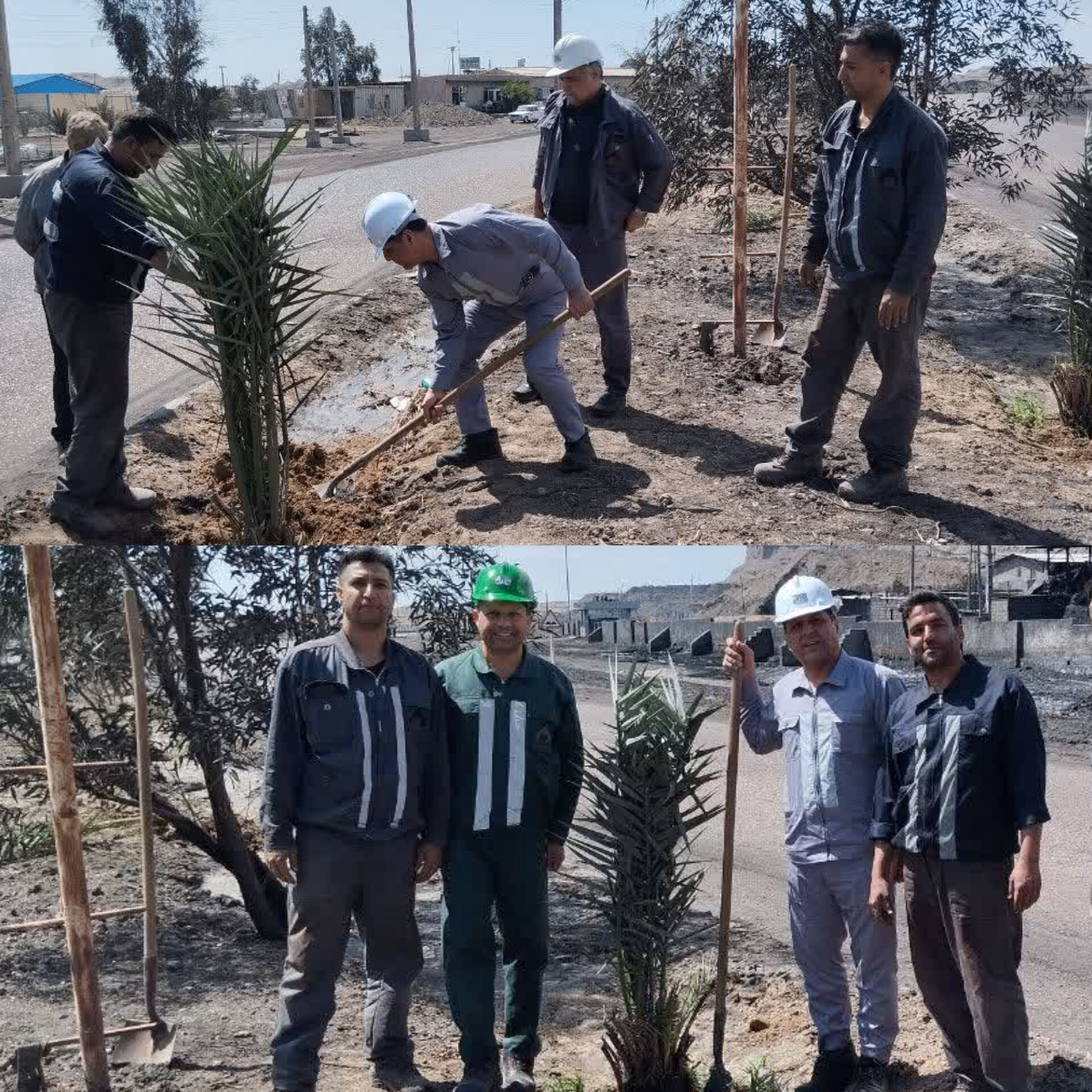کاشت نهال توسط مدیرعامل کزغال به مناسبت روز زمین پاک